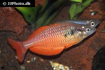melanotaenia parva melanotaenia parva