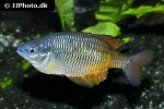melanotaenia parva melanotaenia parva