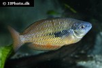 melanotaenia parva melanotaenia parva