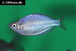 melanotaenia praecox melanotaenia praecox