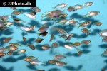 melanotaenia praecox melanotaenia praecox