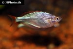 melanotaenia praecox melanotaenia praecox