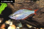 melanotaenia praecox melanotaenia praecox