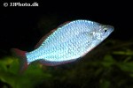 melanotaenia praecox melanotaenia praecox
