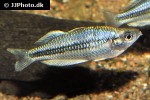 melanotaenia pygmaea melanotaenia pygmaea