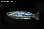 melanotaenia pygmaea melanotaenia pygmaea