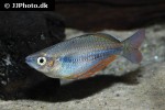 melanotaenia sembrae melanotaenia sembrae