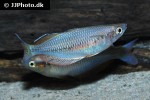 melanotaenia sembrae melanotaenia sembrae