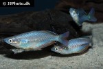 melanotaenia sembrae melanotaenia sembrae