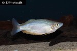 melanotaenia sembrae melanotaenia sembrae