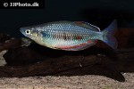 melanotaenia sembrae melanotaenia sembrae
