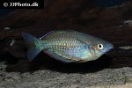 melanotaenia sembrae melanotaenia sembrae