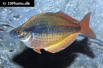melanotaenia species hybrid melanotaenia species hybrid
