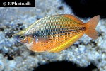 melanotaenia species hybrid melanotaenia species hybrid
