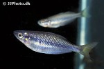 melanotaenia species isim melanotaenia species isim