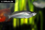 melanotaenia splendida melanotaenia splendida
