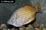 melanotaenia splendida inornata melanotaenia splendida inornata