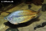melanotaenia splendida inornata melanotaenia splendida inornata