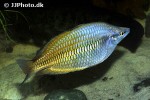 melanotaenia splendida inornata melanotaenia splendida inornata