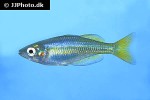 melanotaenia splendida inornata melanotaenia splendida inornata