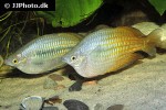 melanotaenia splendida inornata melanotaenia splendida inornata