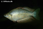 melanotaenia splendida inornata melanotaenia splendida inornata
