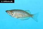 melanotaenia splendida rubrostriata melanotaenia splendida rubrostriata