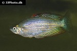 melanotaenia splendida splendida melanotaenia splendida splendida