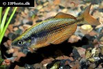 melanotaenia splendida splendida melanotaenia splendida splendida