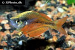 melanotaenia splendida splendida melanotaenia splendida splendida