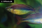 melanotaenia trifasciata melanotaenia trifasciata