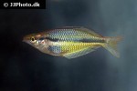 melanotaenia trifasciata melanotaenia trifasciata