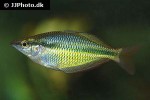 melanotaenia trifasciata melanotaenia trifasciata