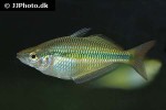 melanotaenia trifasciata melanotaenia trifasciata