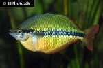 melanotaenia trifasciata melanotaenia trifasciata