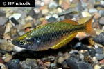 melanotaenia trifasciata melanotaenia trifasciata