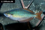 melanotaenia trifasciata melanotaenia trifasciata