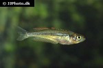 rhadinocentrus ornatus rhadinocentrus ornatus