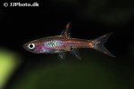 boraras brigittae boraras brigittae