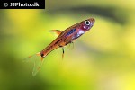 boraras brigittae boraras brigittae