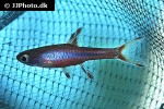 boraras brigittae boraras brigittae