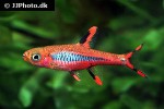 boraras brigittae boraras brigittae