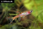 boraras brigittae boraras brigittae