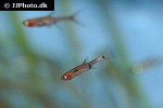 boraras maculatus boraras maculatus