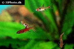 boraras maculatus boraras maculatus