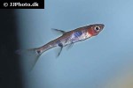 boraras maculatus boraras maculatus