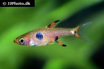 boraras maculatus boraras maculatus