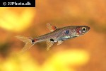 boraras maculatus boraras maculatus