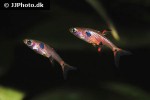 boraras maculatus boraras maculatus