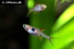 boraras maculatus boraras maculatus